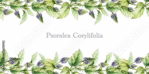 Psoralea corylifolia herb seamless border. Hand drawn botanical vintage style illustration. Medicinal plant with bakuchiol heathy natural retinol. Psoralea seamless border decor on white background photo