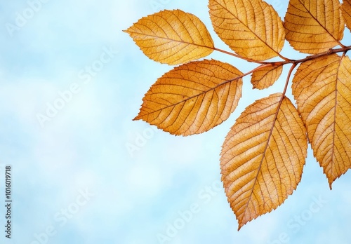 Vibrant autumn leaves against a clear sky