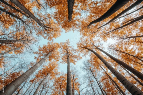 A serene forest canopy view, showcasing tall trees with brilliant orange leaves against a clear blue sky, creating a tranquil and immersive natural scene. photo