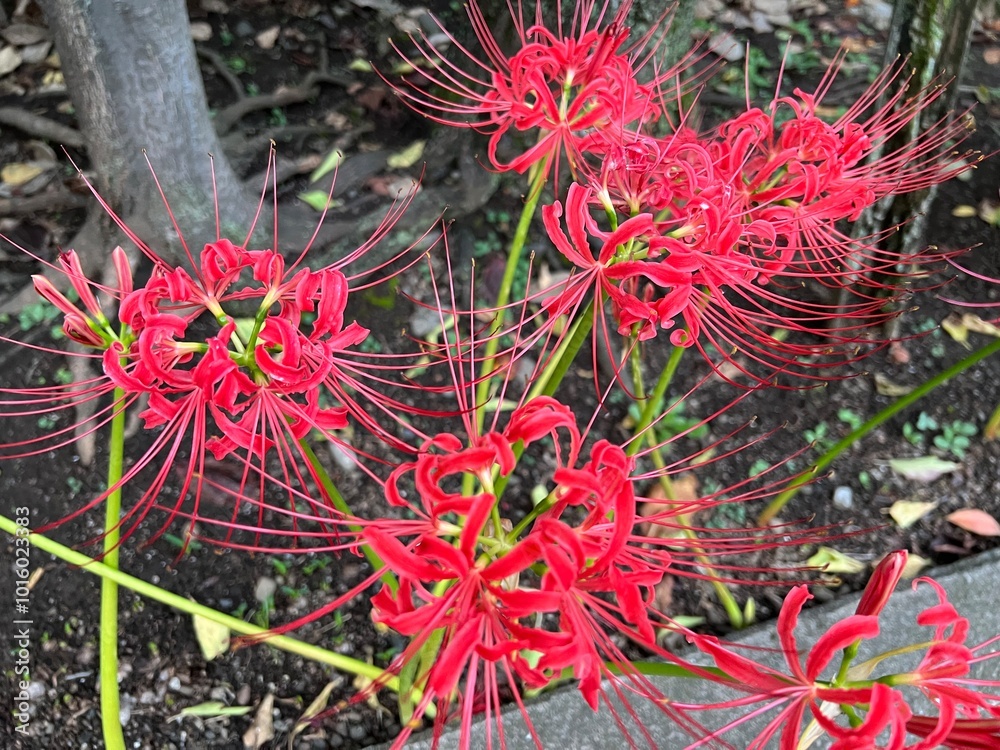 秋の花壇に咲くヒガンバナ・リコリス･ラディアータ