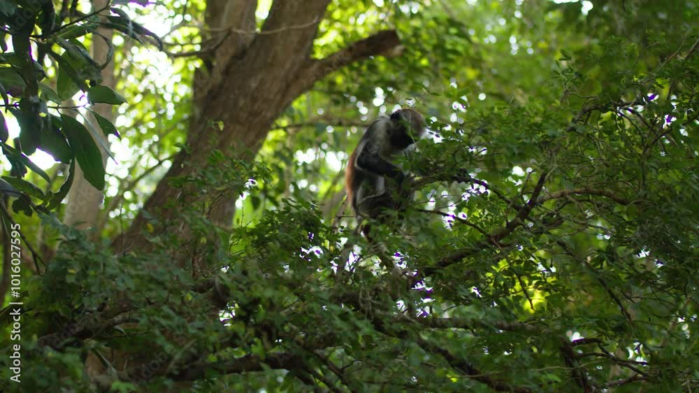Zanzibar Red Colobus monkey climbs over tree branches in mangroves tropical forest, Jozani Forest natural reserve park.