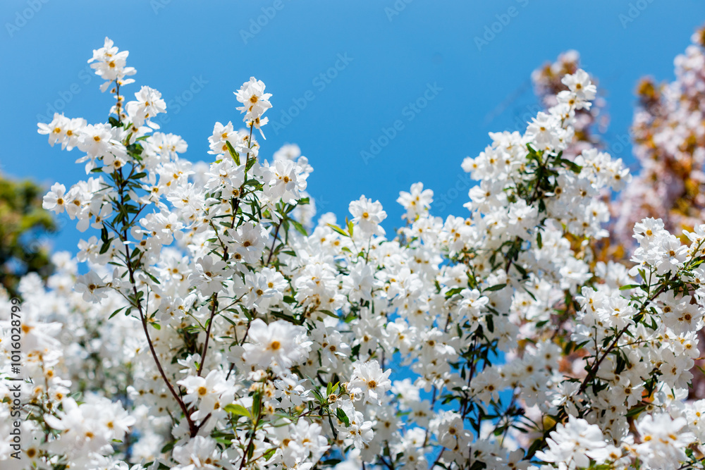 apple blossom in the garden spring time - Image apple blossom in the garden spring time - Image