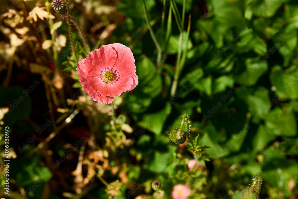 Lonely medicinal scarlet red poppies on a green summer field Lonely medicinal scarlet red poppies on a green summer field