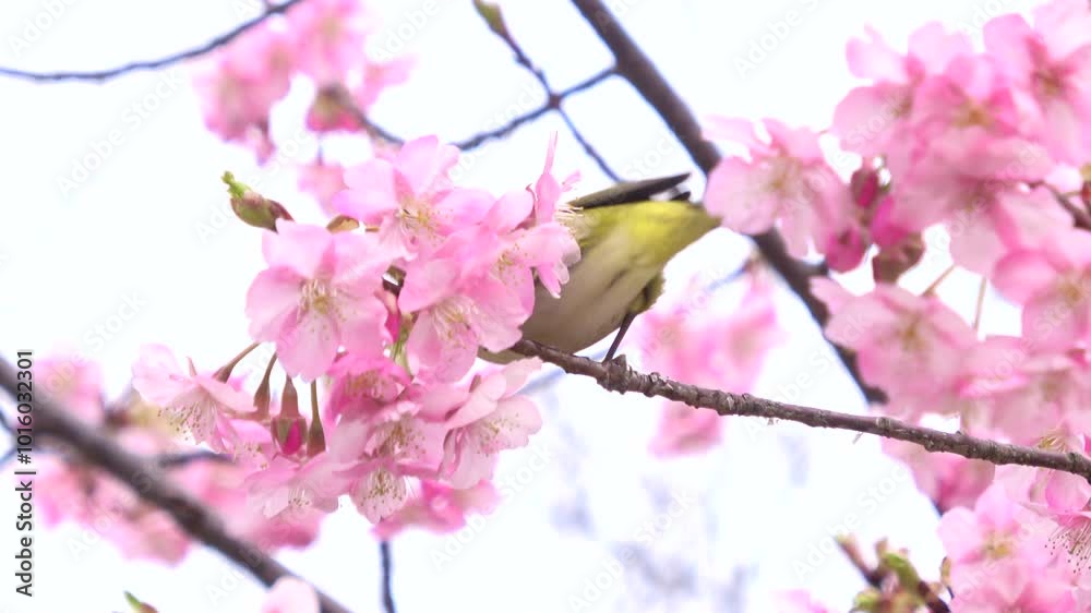 The Warbling white-eye, Zosterops Japonicus bird, feeding on nectar of cherry flowers in Japan. Close up. 4K The Warbling white-eye, Zosterops Japonicus bird, feeding on nectar of cherry flowers in Japan. Close up. 4K