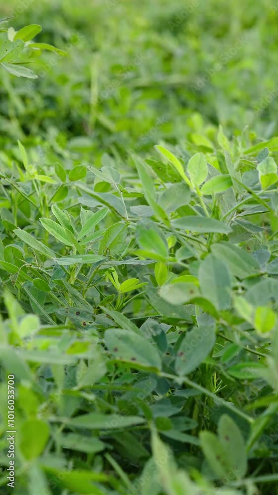 Peanuts are growing in the fields. green peanut leaves. Peanuts are growing in the fields. green peanut leaves.