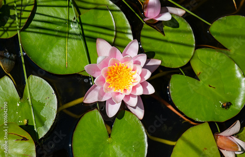 Fototapeta Naklejka Na Ścianę i Meble -  Pink water lily with yellow center surrounded by green lily pads on water surface. Nature photography. Summer bloom and aquatic plant concept