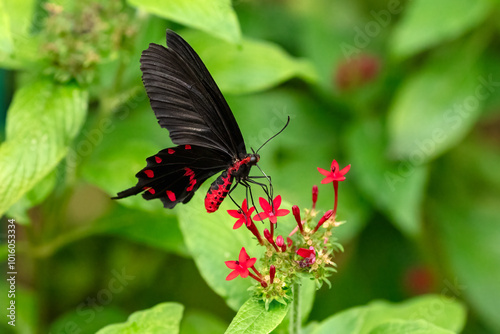 Pink Rose, pachliopta kotzebuea, a swallowtail Butterfly found in the Philippines