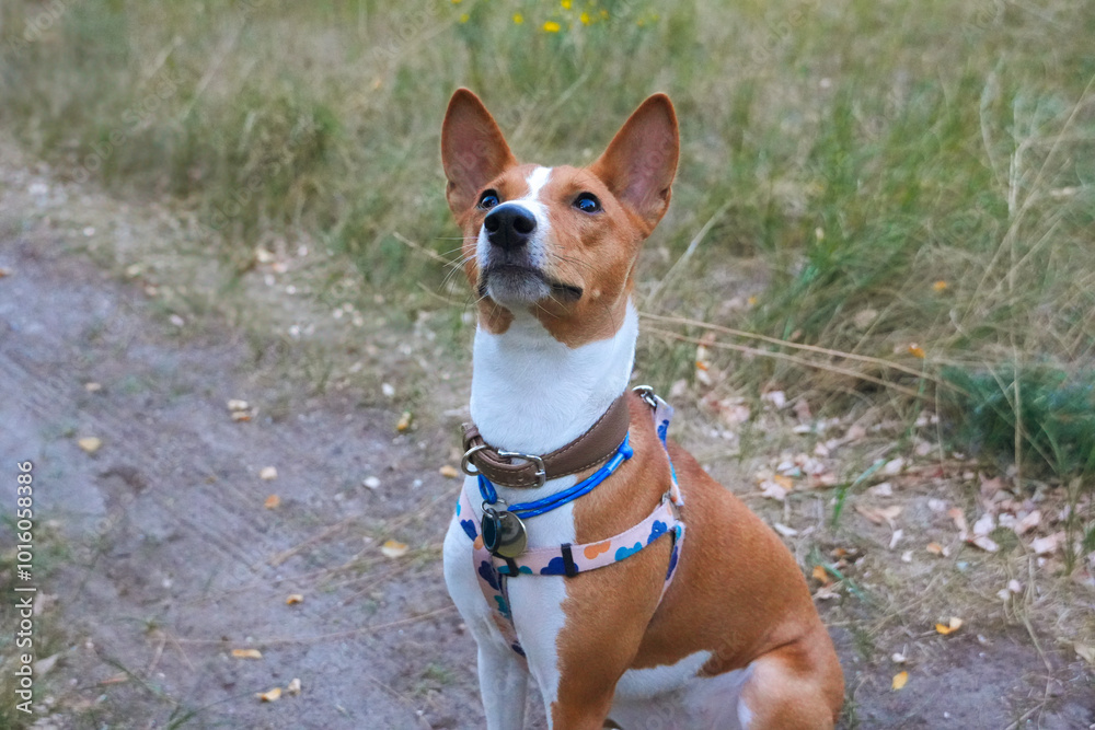Walking Basenji dog happy portrait. African dog on a walk in the forest.. Walking Basenji dog happy portrait. African dog on a walk in the forest..