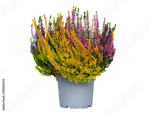 Canvastavla heather isolated on white background