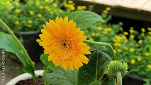Yellow barberton daisy flower. Yellow gerbera in garden.
