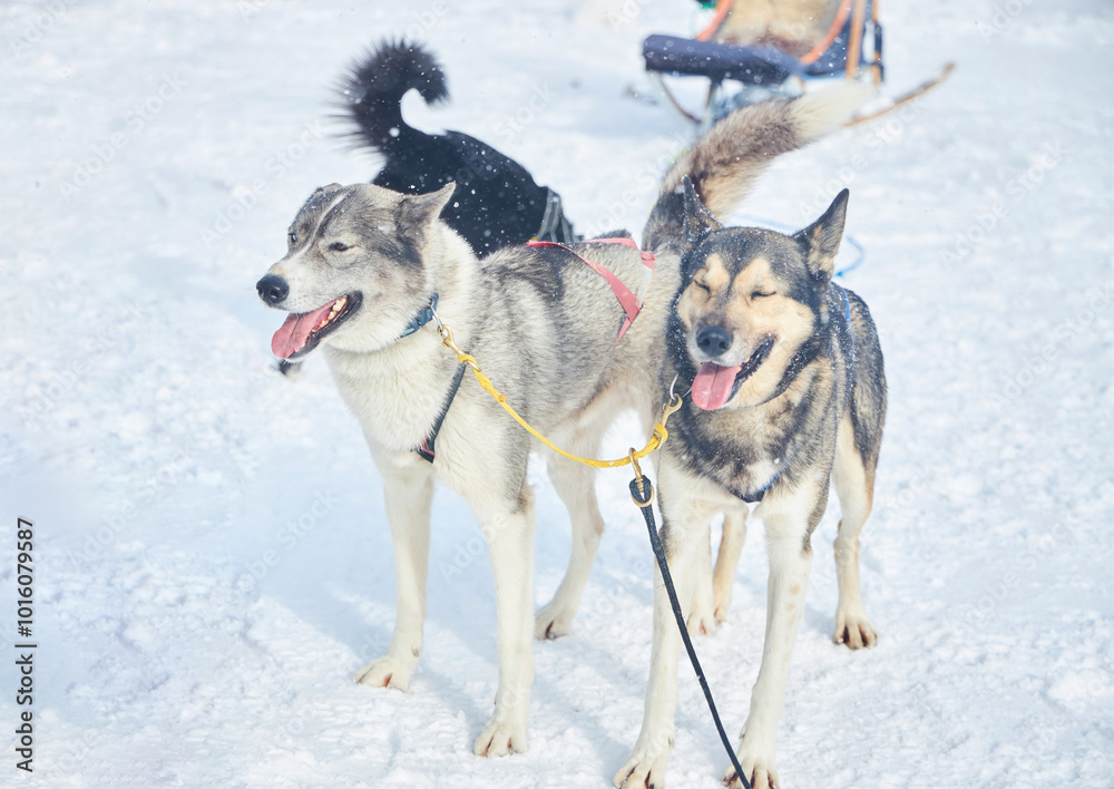 Naklejka premium Dogs for dog sledding. Winter entertainment