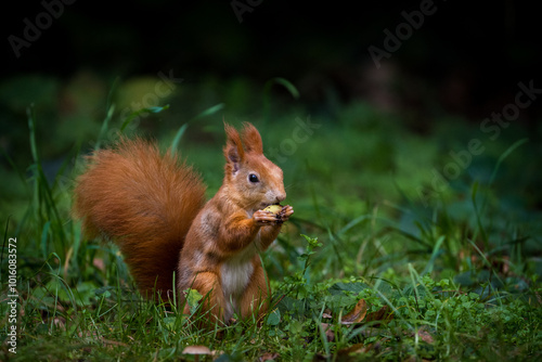 red squirrel in a meadow with a nut