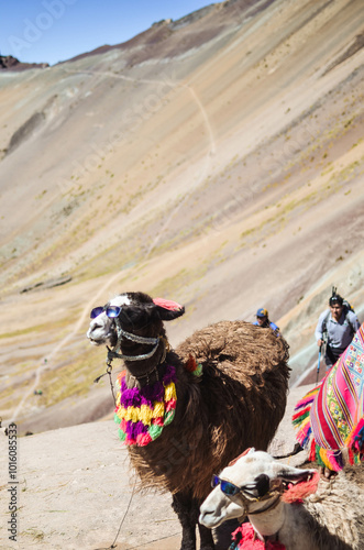 Alpaca with Sunglasses on Vicuña Mountain in Peru