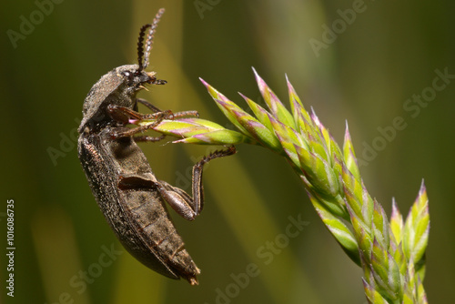 click beetle Agrypnus murinus sitting on a plant photo