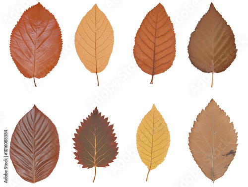Autumn leaves collection for seasonal designs and nature projects