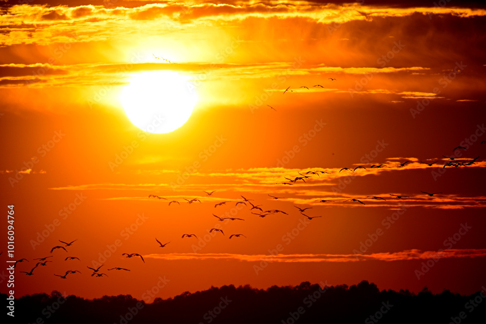 Obraz premium Ziehende Kraniche (Grus grus) bei Sonnenuntergang, Diepholzer Moorniederung, Deutschland