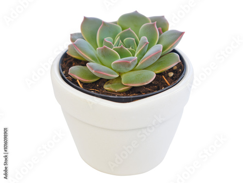 Heart-shaped succulent in white pot for spring decor and gardening enthusiasts