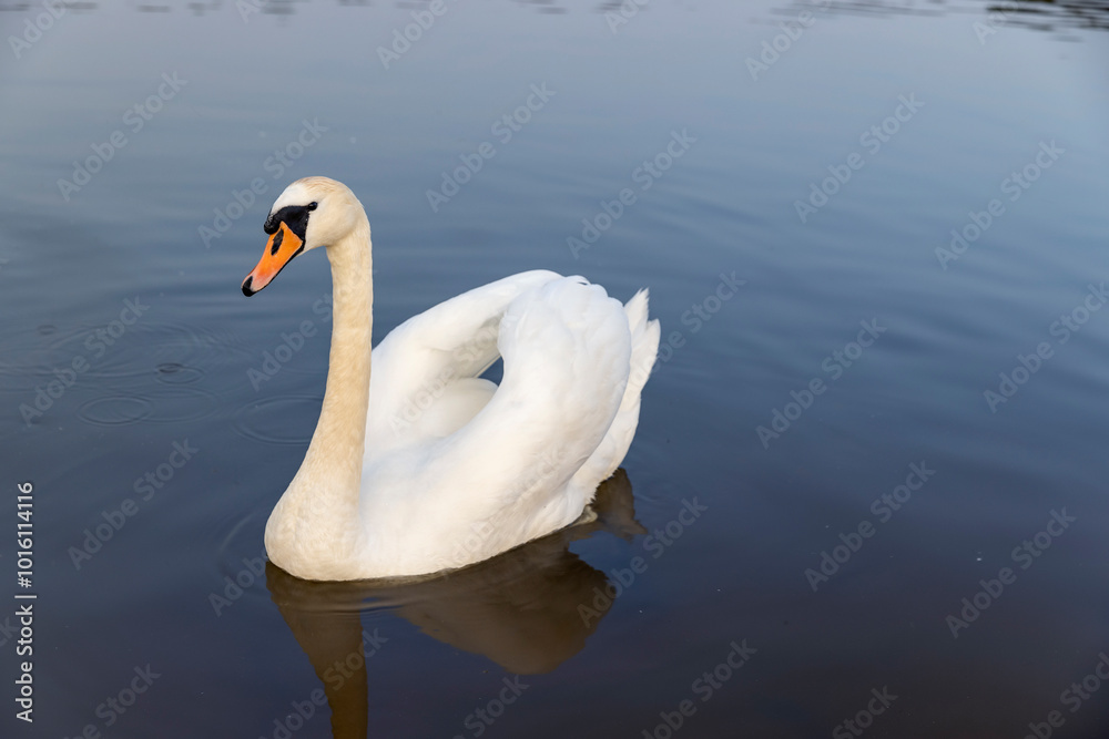 Fototapeta premium a white swan in the sunlight in spring