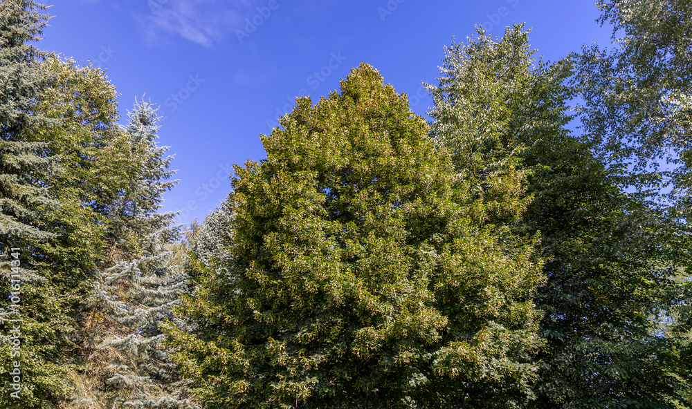 Obraz premium different types of trees in the summer in sunny weather