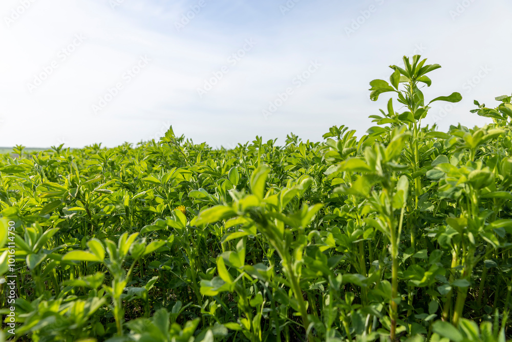 vegetation in the field for animal husbandry vegetation in the field for animal husbandry