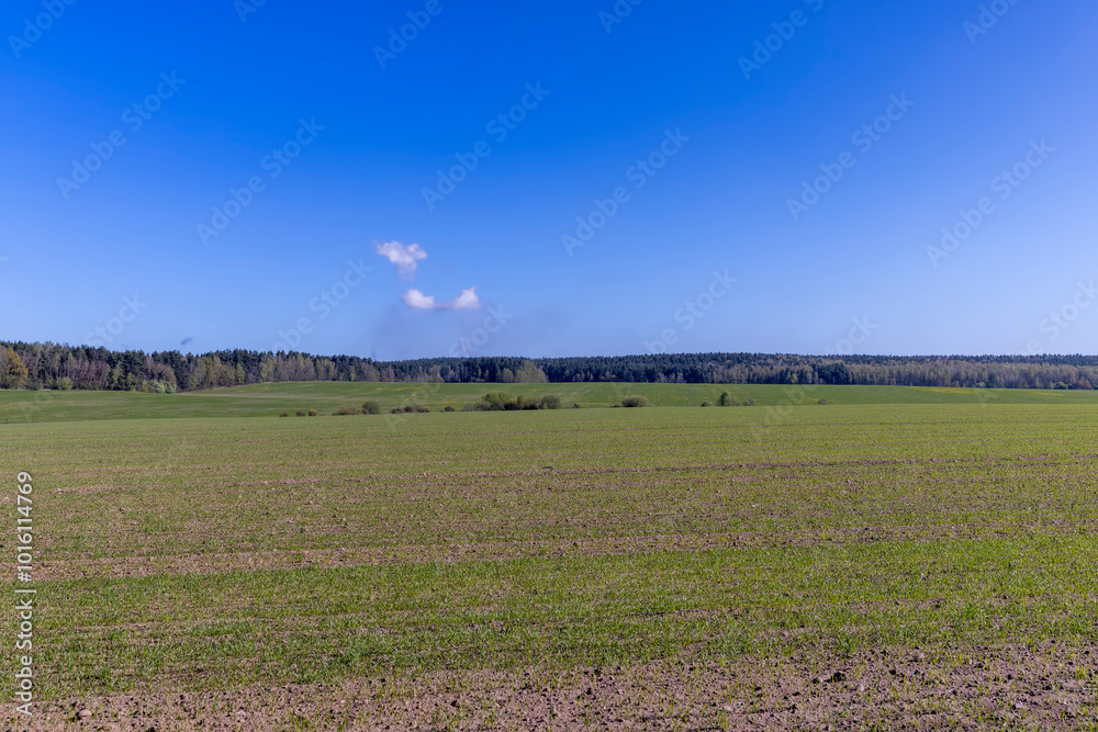Fototapeta premium a large harvest of green wheat sprouts