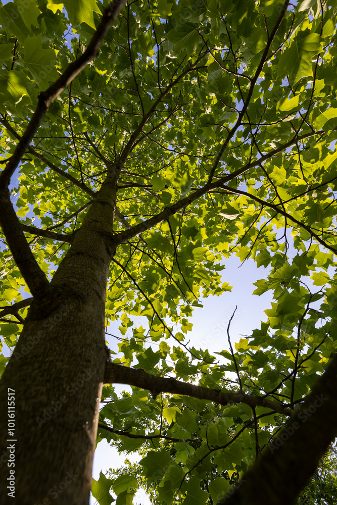 Fototapeta premium the green foliage of a tulip tree in sunny weather