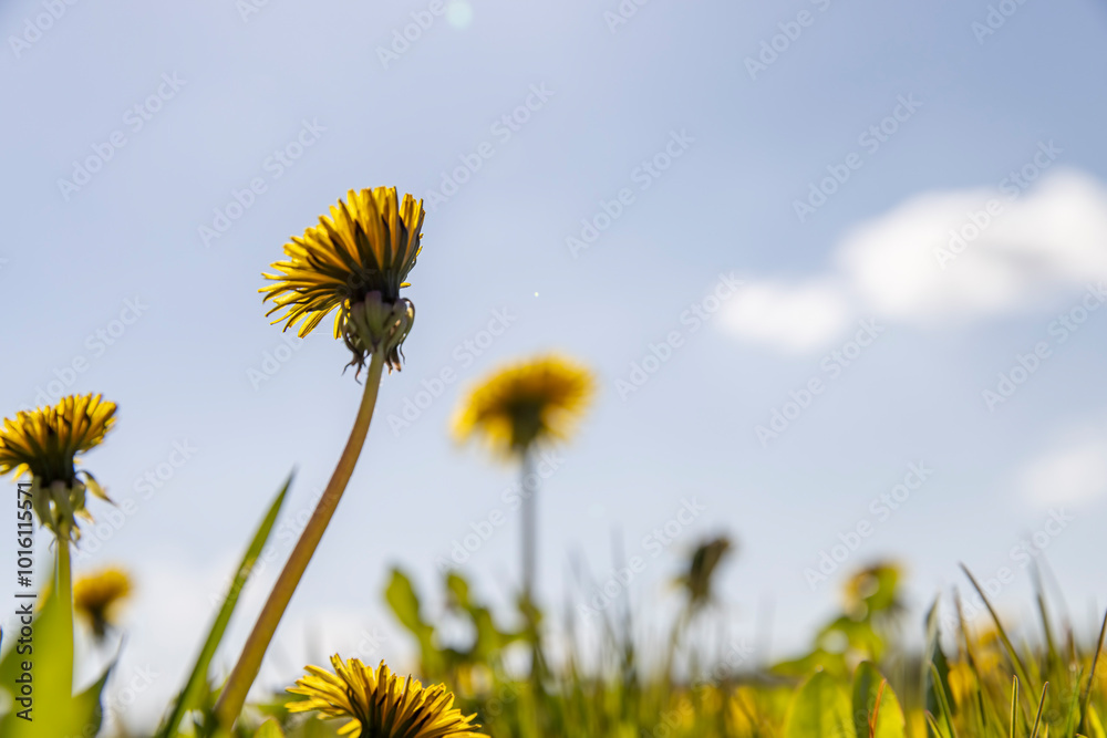 Fototapeta premium blooming yellow dandelions in the spring in the field