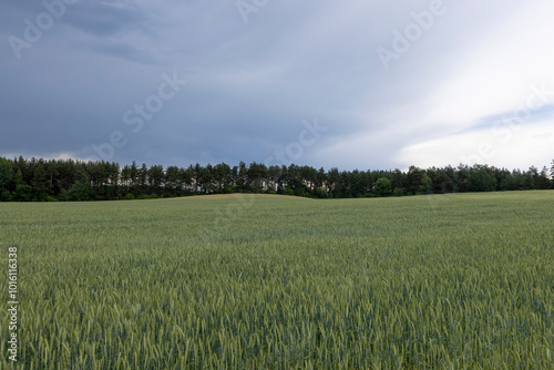 cloudy weather in a field with green unripe wheat