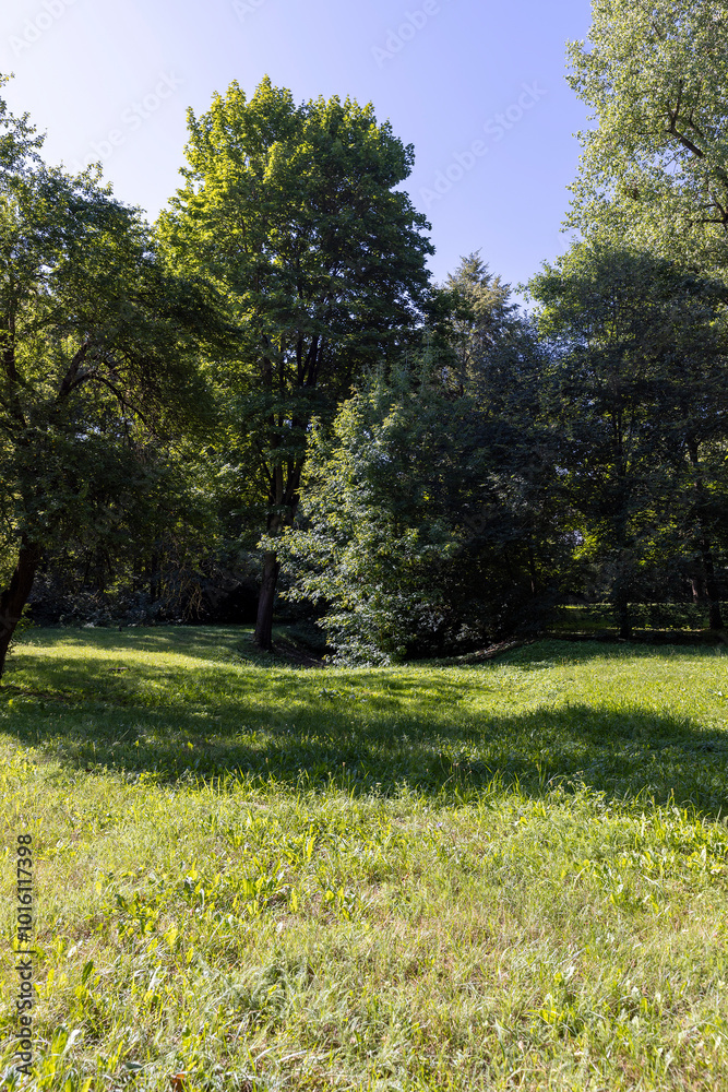 Fototapeta premium Mixed deciduous forest with green foliage in summer