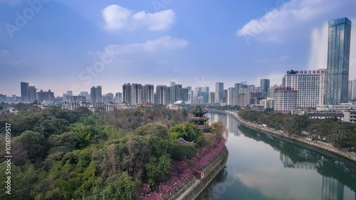 Paulownia trees bloom in Chengdu, Sichuan Province