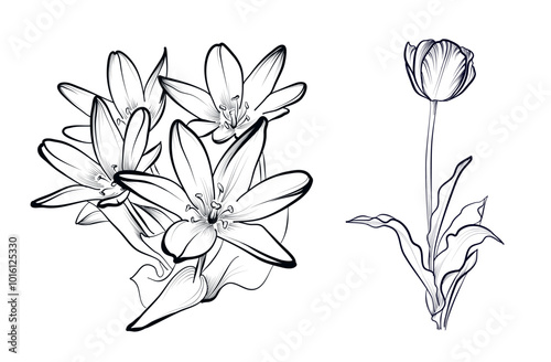 a set of hand-drawn drawings of tulip flowers vector illustration