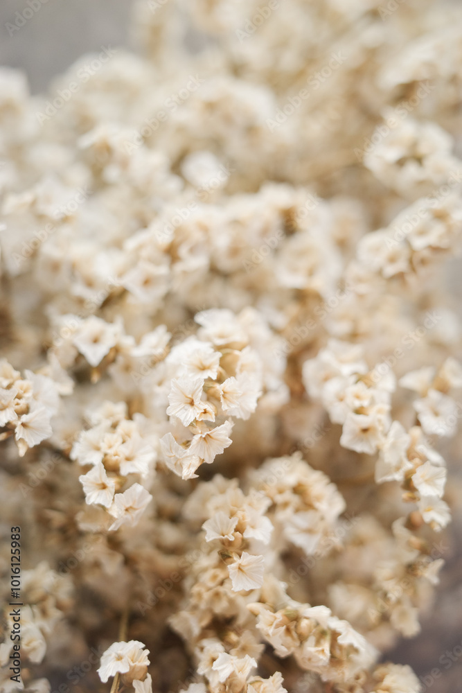 A close-up of what looks like white or ivory-colored statice flowers (Limonium) A close-up of what looks like white or ivory-colored statice flowers (Limonium)