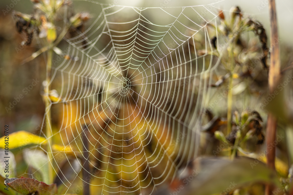 Spider webs with dewdrops of rain on an overcast autumn morning Spider webs with dewdrops of rain on an overcast autumn morning