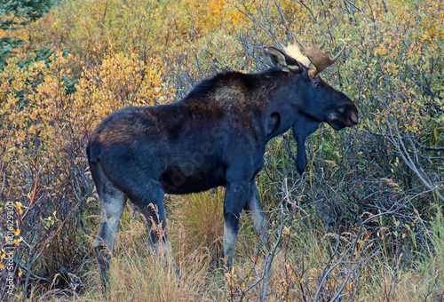 bull moose grazing in the willows at dusk in fall along the million dollar highway in the san juan mountains between ouray and silverton, colorado photo