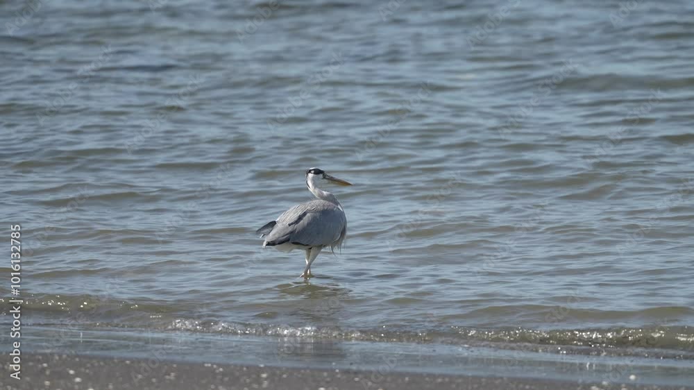 grey heron in a seashore grey heron in a seashore