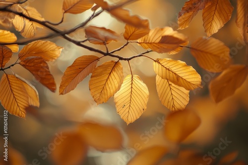 Golden autumn leaves, with their intricate veins and delicate structures, hang on branches in a soft-focus setting, representing the gentle fleeting beauty of the season.