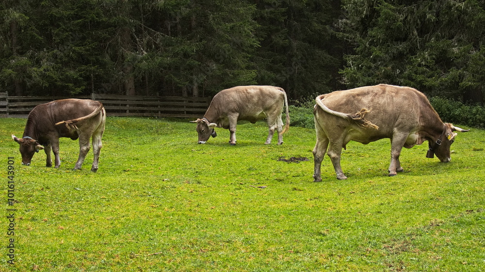 Cattle at Gaistalalm in Gaistal at Leutasch, Tyrol, Austria, Europe
Cattle at Gaistalalm in Gaistal at Leutasch, Tyrol, Austria, Europe