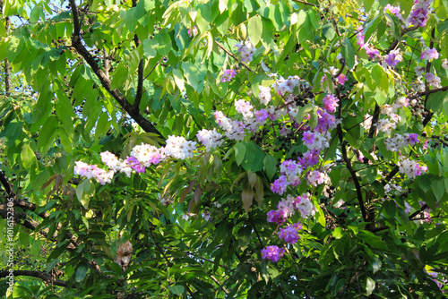 Very beautiful tabebuya flowers bloom in spring photo