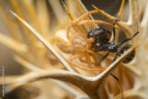 Macro shot of spider capturing ant in natural habitat