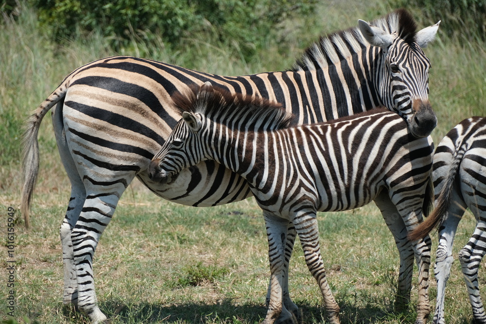 Foal (baby zebra) trying to feed from its mother, zebra Foal (baby zebra) trying to feed from its mother, zebra