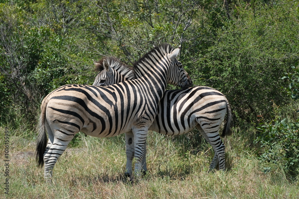 Zebras hugging each other standing in grass surrounded by greenery Zebras hugging each other standing in grass surrounded by greenery