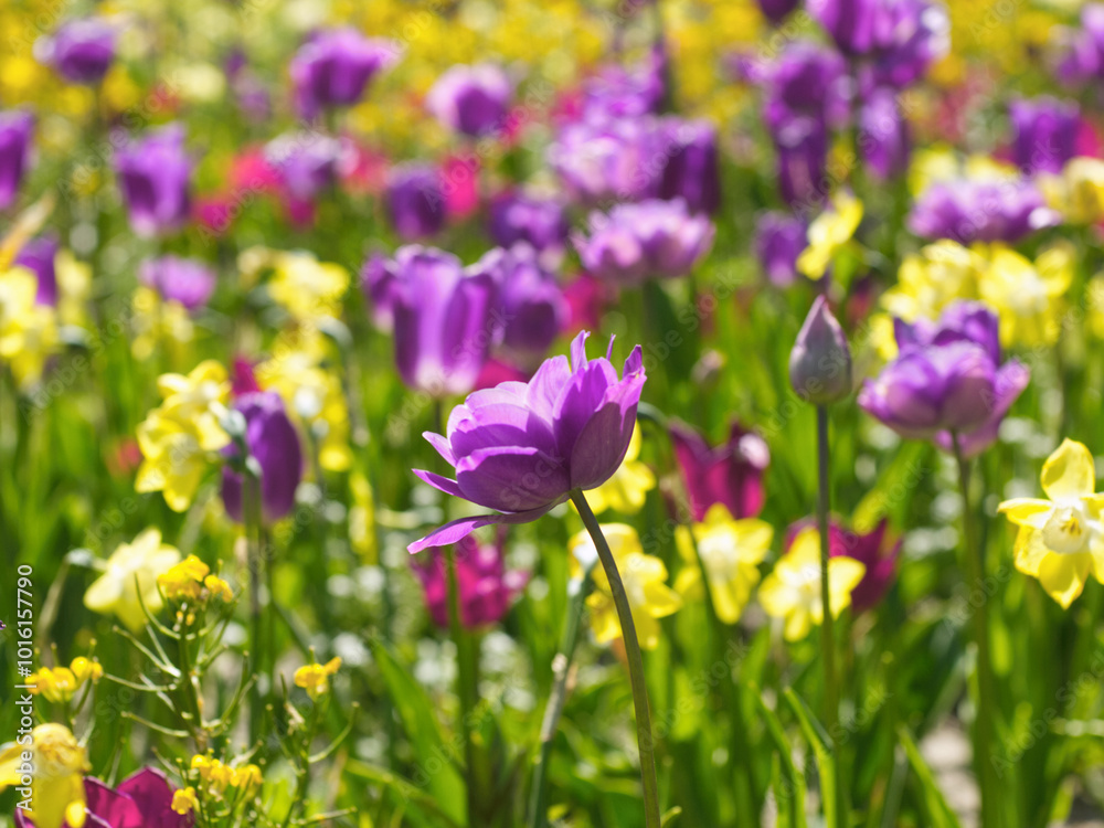 Colorful flowers meadow. Purple and yellow tulip field. Flowers landscape. Purple and yellow tulip flowers. Spring background. Spring flowers meadow. Greeting card, invitation. Spring tulips garden. Colorful flowers meadow. Purple and yellow tulip field. Flowers landscape. Purple and yellow tulip flowers. Spring background. Spring flowers meadow. Greeting card, invitation. Spring tulips garden.