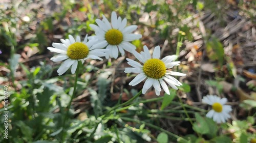 Wallpaper Mural AUTUMN DAISIES. WHITE DAISIES. LARGE WHITE MEDICINAL DAISIES. AUTUMN FLOWERS. FLOWERS GROW IN THE GROUND. Torontodigital.ca