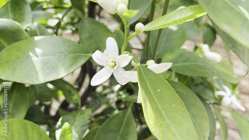 Orangenbluete, Citrus sinensis photo