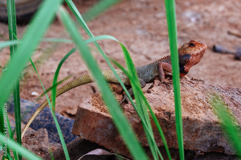 red chameleon lizard with a black neck in the tropics red chameleon lizard with a black neck in the tropics