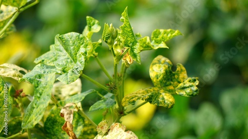 Cow Peas Plant Close-Up: A Detailed View of the Lush Cow Peas Plant, Showcasing its Green Leaves and Pods, Ideal for Organic Farming, Botanical Studies, and Nature Photography