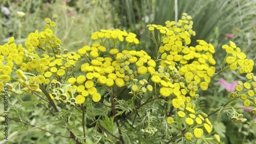 tansy, Tanecetum vulgare photo