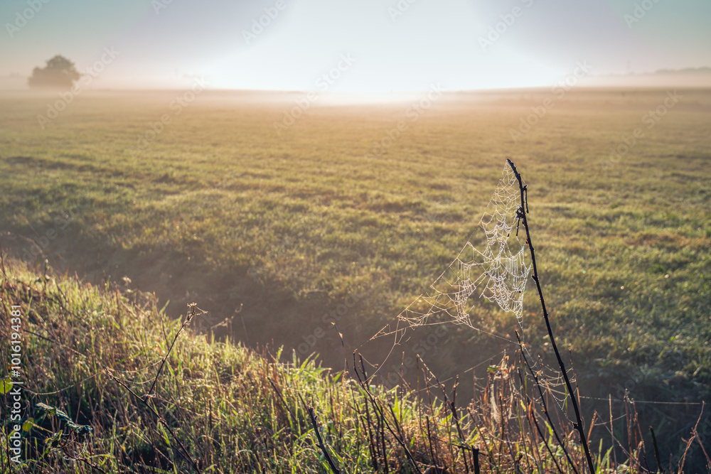 Closeup in backlight of a spider web covered with small dew drops. It is autumn, the sun has just risen and morning mist hangs over the field.