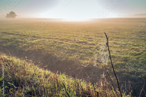 Obraz na płótnie Closeup in backlight of a spider web covered with small dew drops. It is autumn, the sun has just risen and morning mist hangs over the field. w salonie