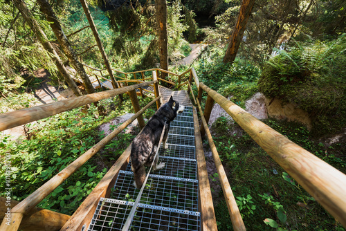 A husky dog ​​walks on a leash on a staircase in the forest on a summer day in Taevaskoja. photo